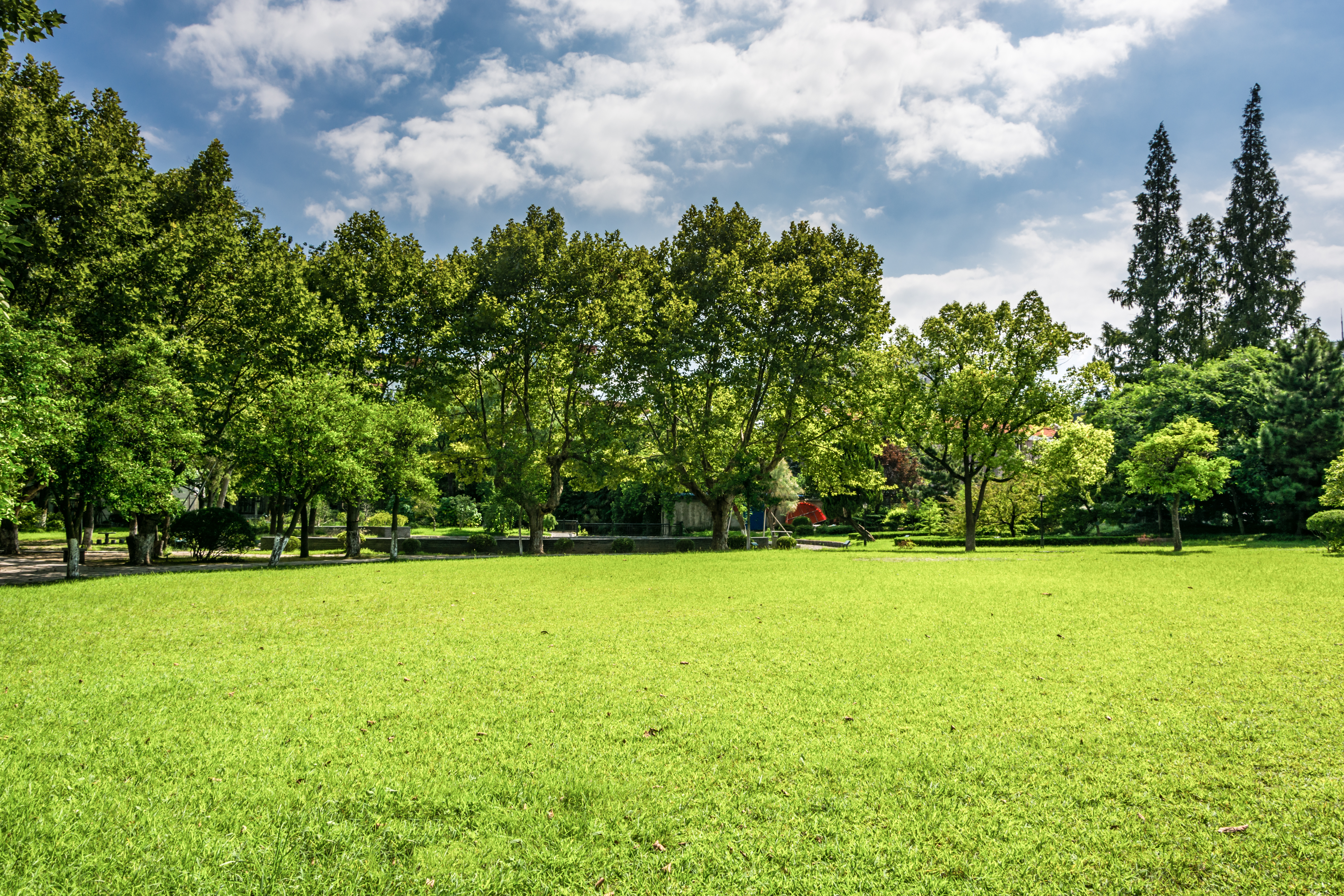 Trees in field