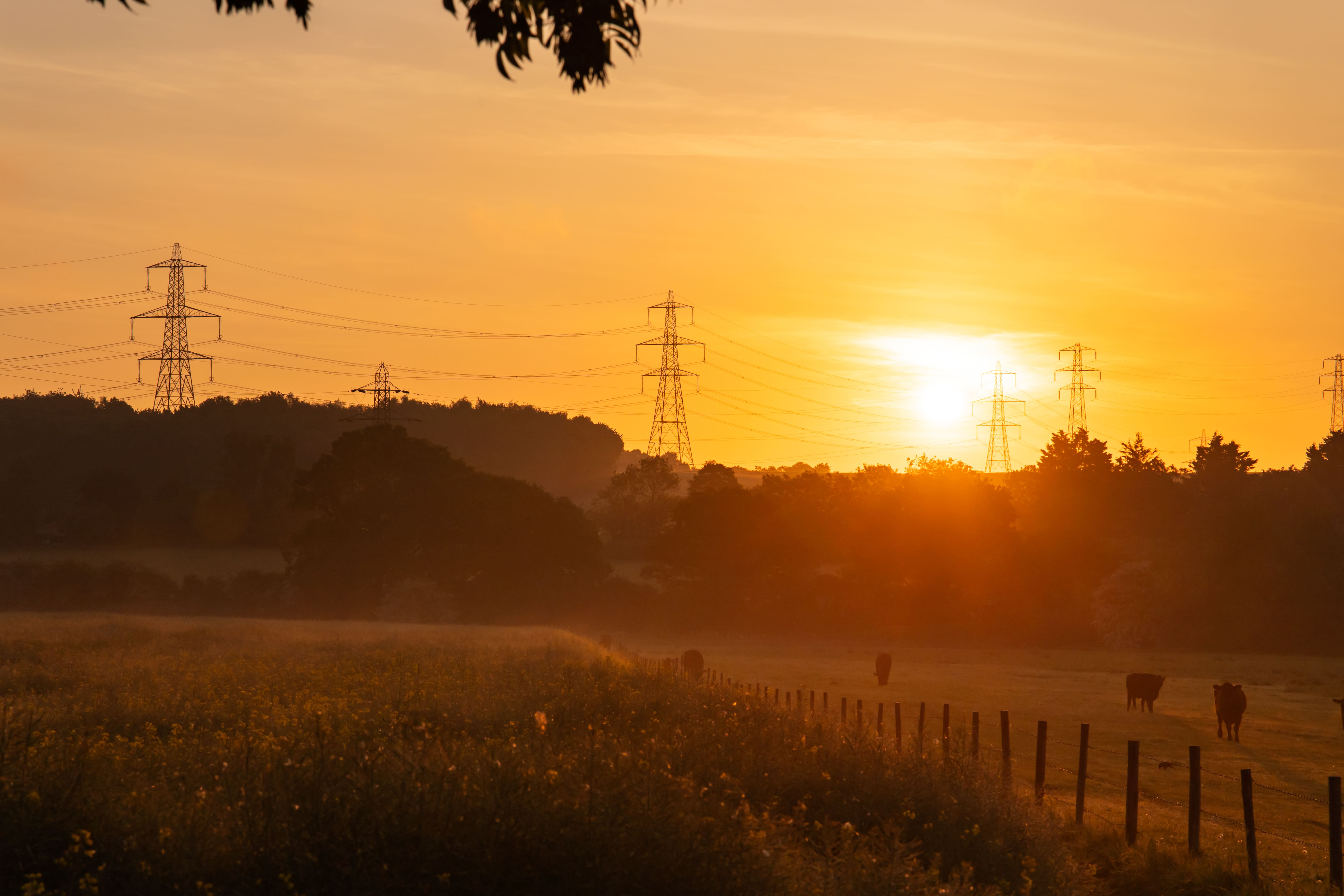Image of cows in a field at sunrise