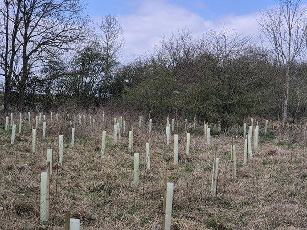 planting native saplings