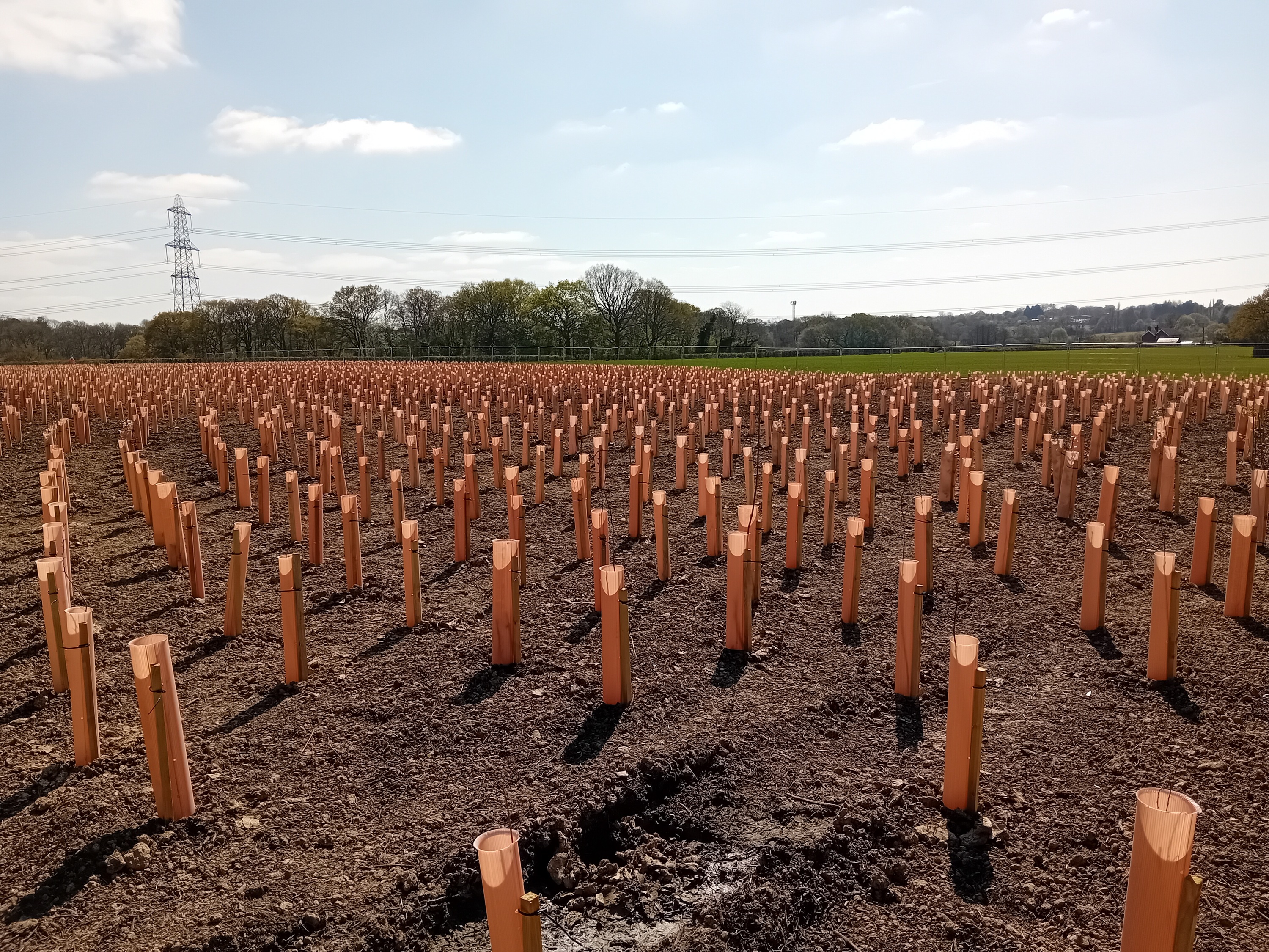 Trees planted
