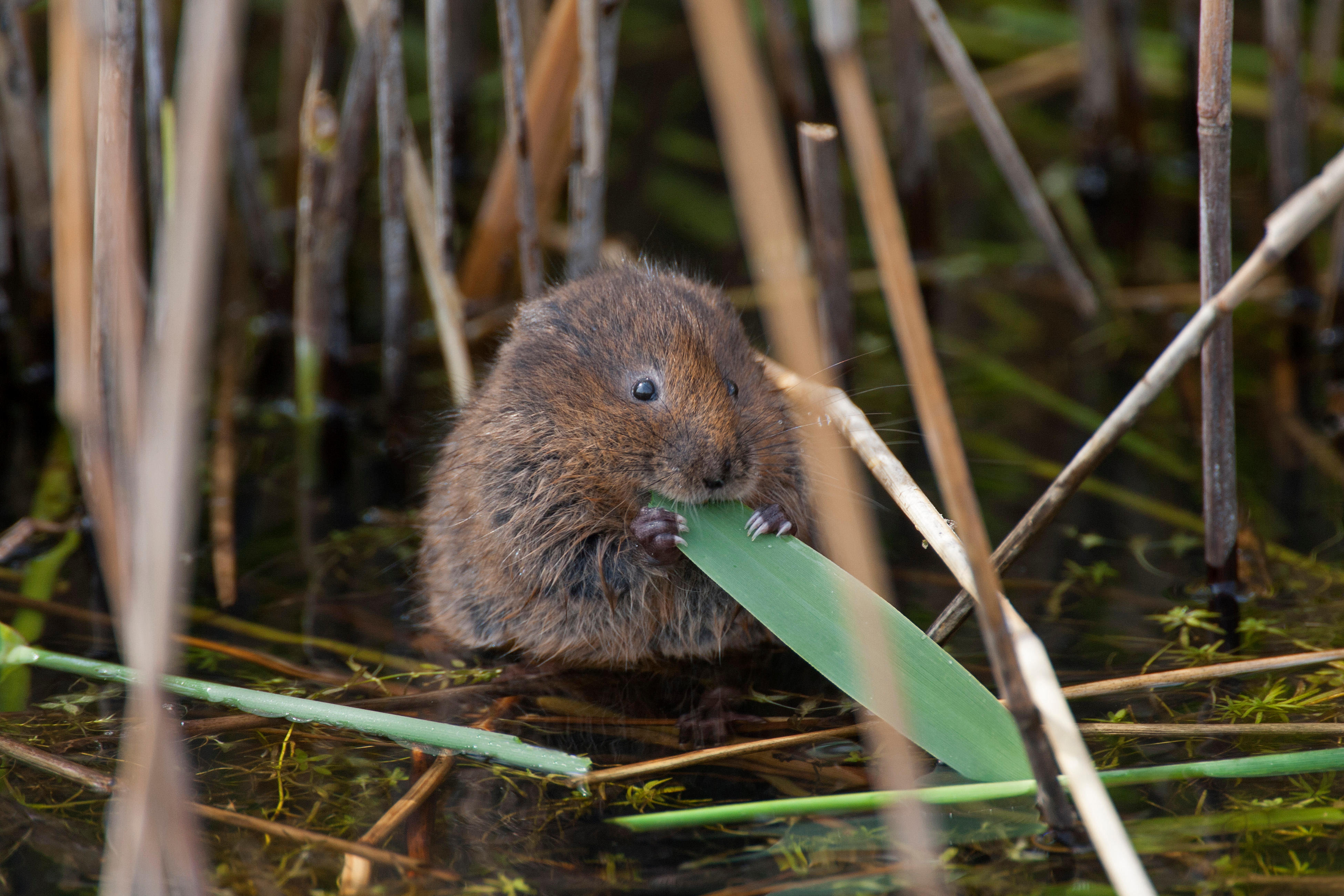 Water vole