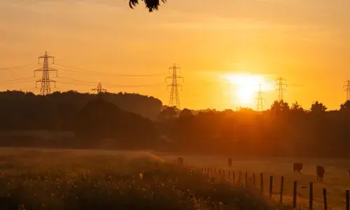 Image of cows in a field at sunrise