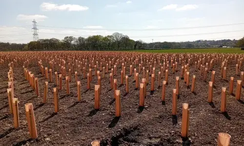 Trees planted