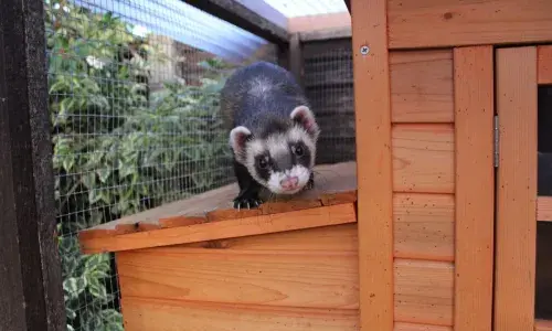Ferret