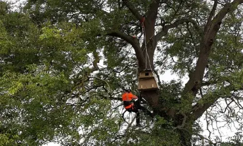 National Grid worker in tree setting up a barn owl box