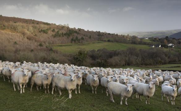 A field of sheep with hillsides in the background