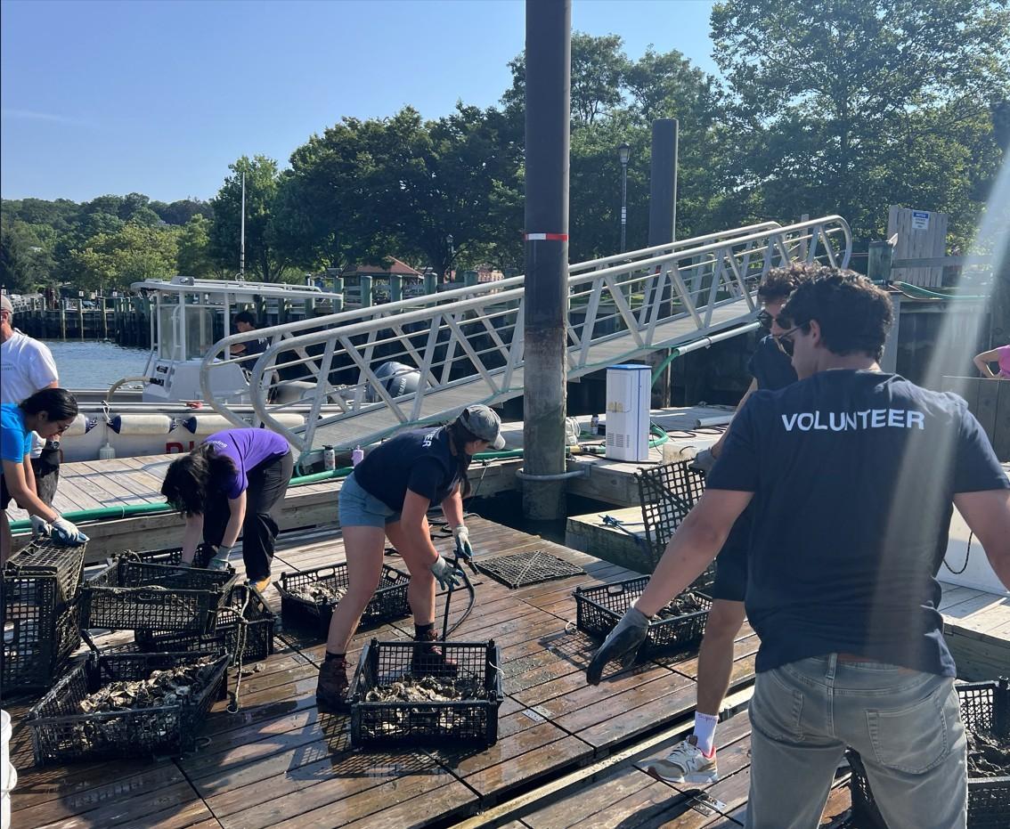 Volunteers hosing oysters
