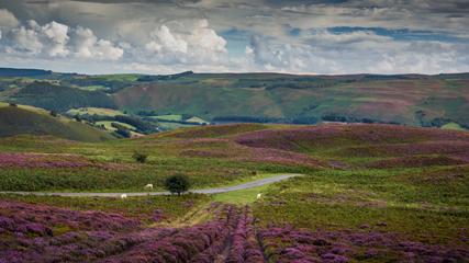 Sheep grazing along road in heather fields with green hills in the background