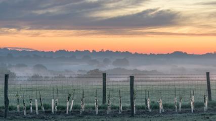 New tree saplings by wire fence in front of misty fields against orange sky