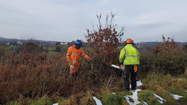 Workmen wearing PPE clearing undergrowth at Cannock Chase Gentleshaw - 640x360 Two mean wearing PPE and one with a chainsaw clearing undergrowth in fields